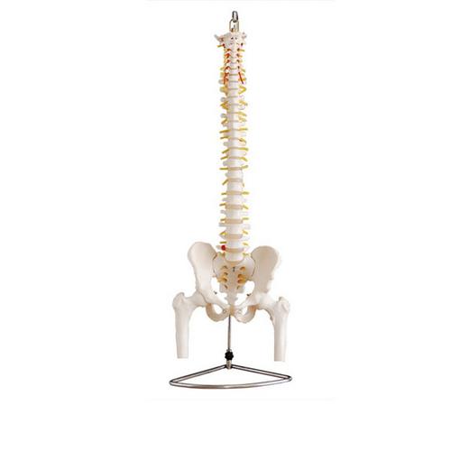 [한의]대퇴골 척추 모형