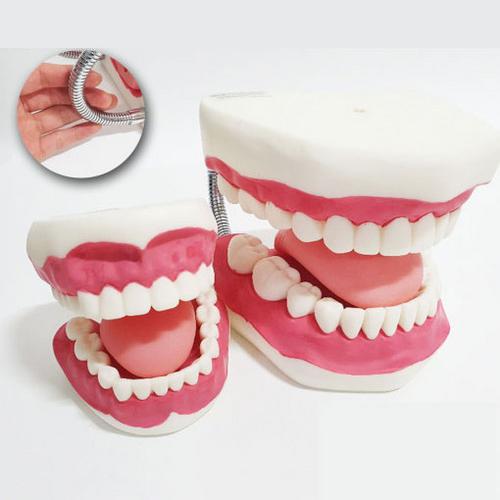 [한의]치아모형