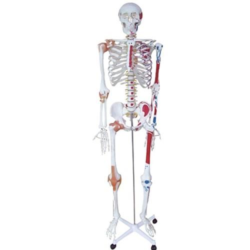 [한의]근육인대포함 전신골격모형 (180cm)