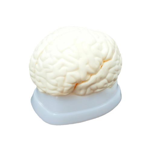[한의]3파트 뇌해부 모형